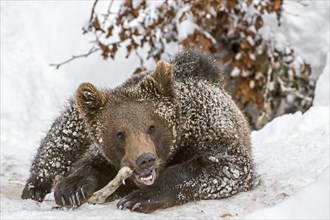 One-year-old European brown bear
