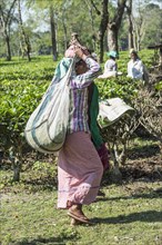 Indian woman carrying a bag of tea leaves on her head
