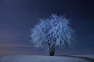 Pear tree in moonlight at -18C