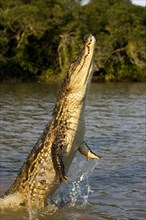 SPECTACLED CAIMAN