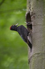 Black Woodpecker