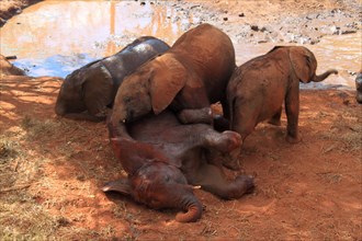 Elephant orphans playing