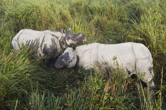 A pair of Indian rhinos