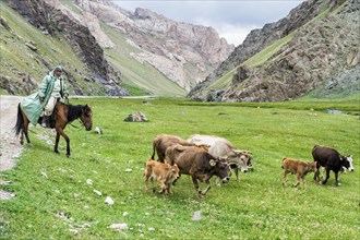 Rider leading cows and calves in a valley