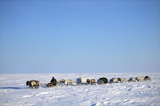 Nenets herdsman driving a train of reindeer