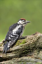 Young spotted woodpecker