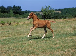 Anglo Arabian horse