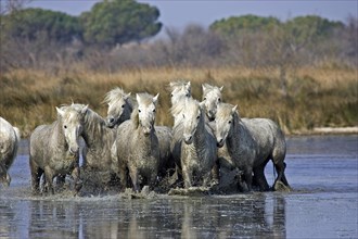CAMARGUE HORSE