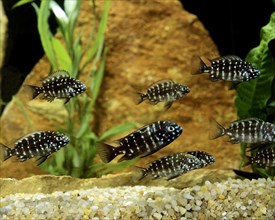 White-spotted Cichlid