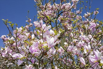 Flowering Sprenger's magnolia