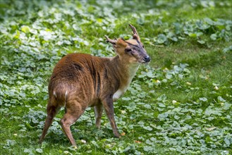 Reeves's Chinese muntjac