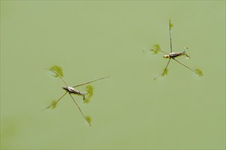 Two common pond skaters