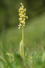Pale pale orchid