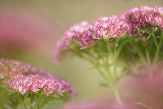 Blossoms of the Stonecrop