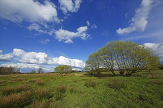 Nature reserve Oberalsterniederung