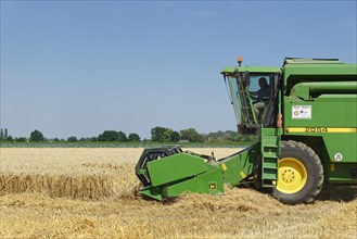 Wheat harvest with combine harvester
