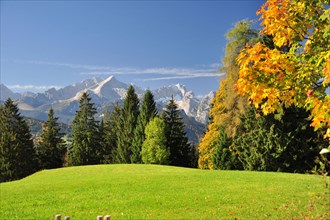 Alpine meadow