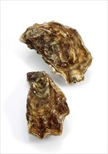 French Marennes d'Oleron oysters