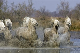 CAMARGUE HORSE