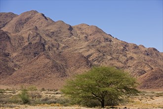 Desert in Namib-Naukluft Park