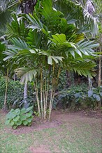 Ivory Cane Palm