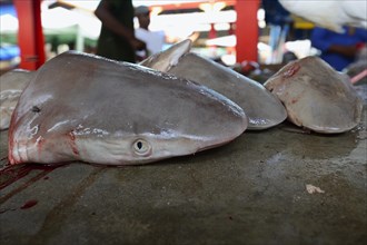 Heads of freshly caught sharks for sale