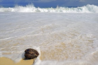 Coconut on the kilometre-long dream beach Anse Intendance