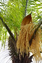 Flowering Date Palm
