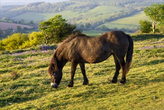 An Exmoor pony on Cothelstone Hill in the Quantock Hills