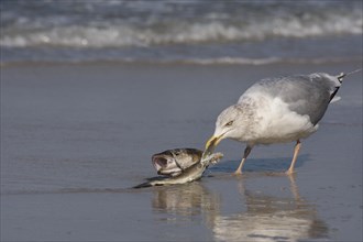 European herring gull