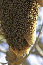 Swarm of wild bees hanging from a branch