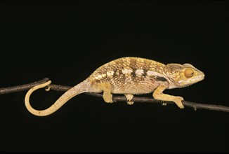 Oustalet's Chameleon