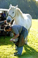 Blacksmith with Percheron horse