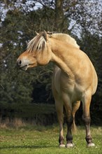 NORWEGIAN FJORD HORSE