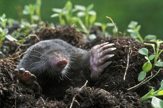 Close-up of the European mole