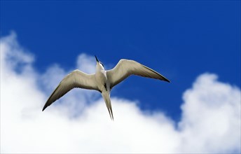 Sooty Tern