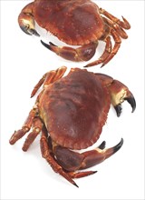 EDIBLE Hermit crab