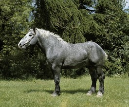 Percheron draft horse
