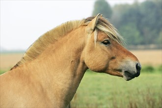 NORWEGIAN FJORD HORSE
