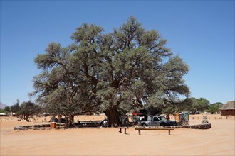 Camelthorn tree