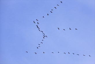 Flock of Greater white fronted goose