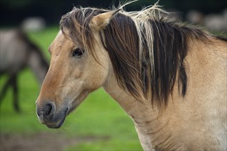 Duelmen wild horse