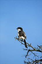 LONG TAILED FISCAL