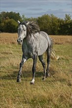 LUSITANO HORSE IN THE MEADOW