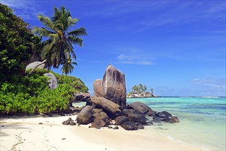 Coconut palms and granite rocks on the dream beach Anse Royal