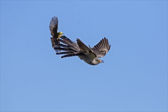 The Common cuckoo