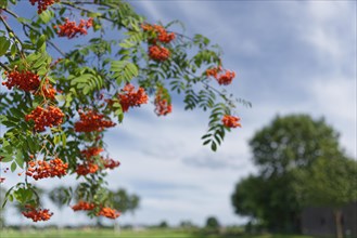 Berries of European rowan