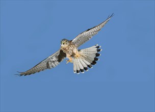 European Sparrowhawk