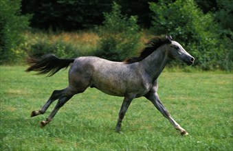 Shagya horse