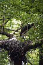 Black Stork